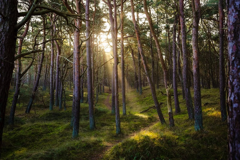 Elven Grove Forest