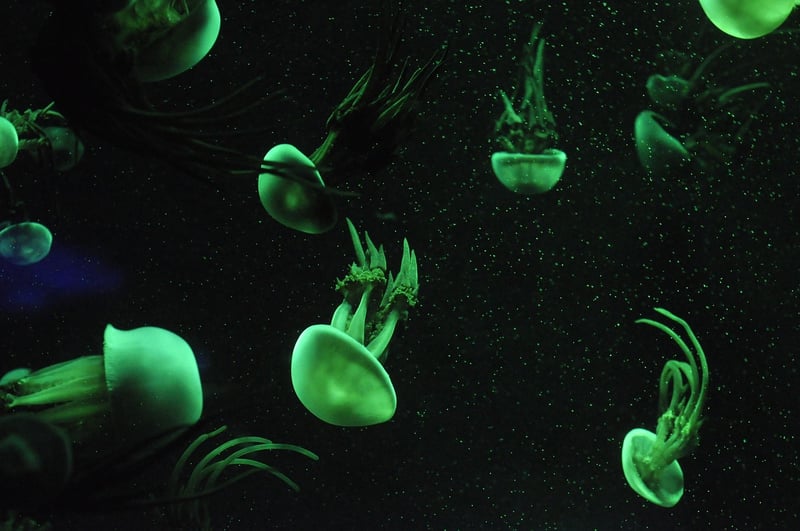 Jellyfish Lighting